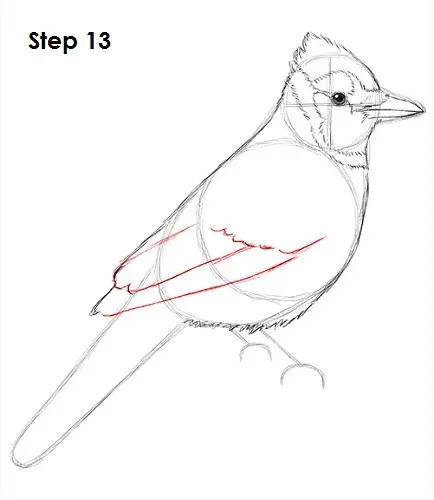 Blue Jay Bird 13 Draw Blue Jay 13