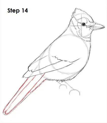 Blue Jay Bird 14 Draw Blue Jay 14