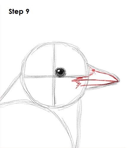 Blue Jay Bird 9 Draw Blue Jay 9