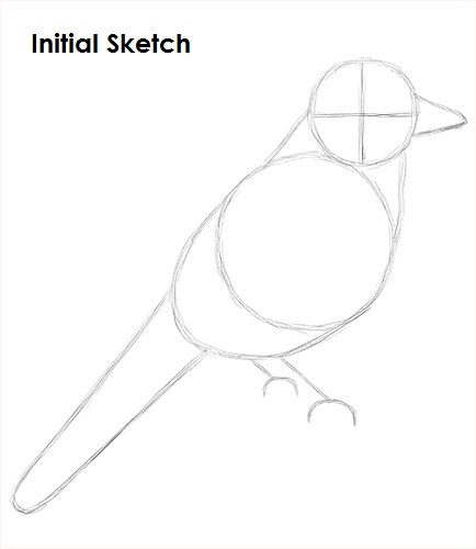 Blue Jay Bird Draw Blue Jay