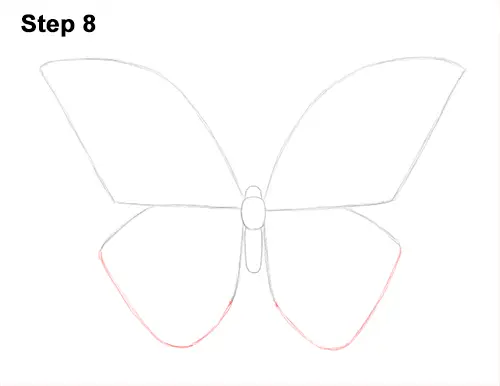 how-to-draw-a-butterfly-blue-morpho