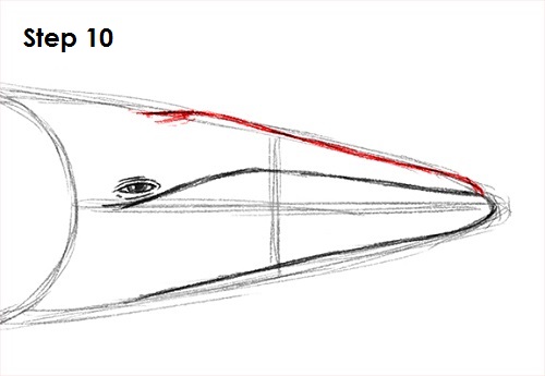 Blue Whale Drawing 10 Draw a Blue Whale 10
