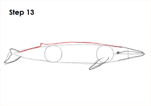 Blue Whale Drawing 13 Draw a Blue Whale 13