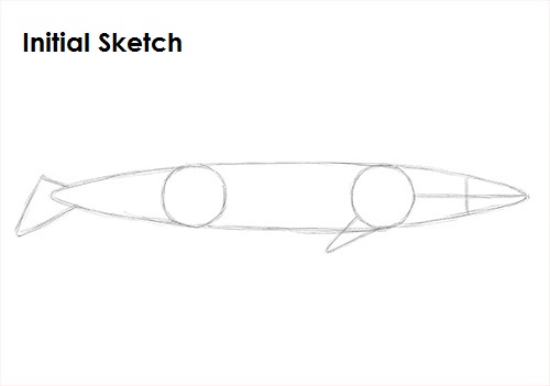 Blue Whale Drawing Sketch Draw a Blue Whale Sketch
