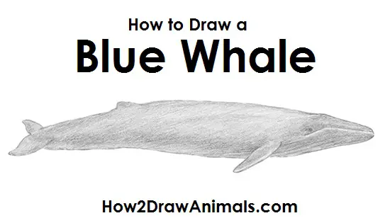 Blue Whale Drawing Draw a Blue Whale