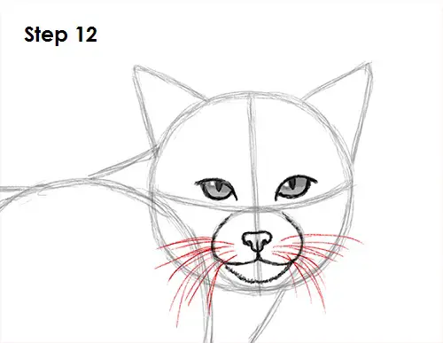 Bobcat Drawing 12 Draw Bobcat 12