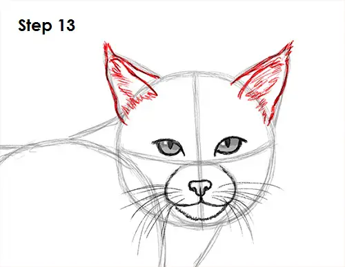 Bobcat Drawing 13 Draw Bobcat 13
