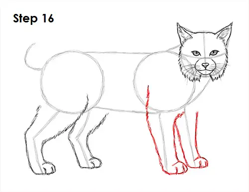 Bobcat Drawing 16 Draw Bobcat 16