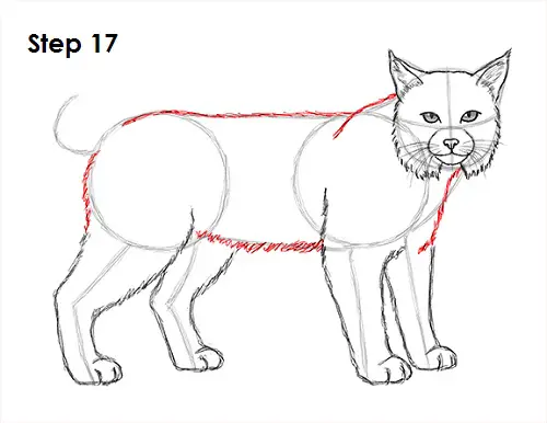 Bobcat Drawing 17 Draw Bobcat 17
