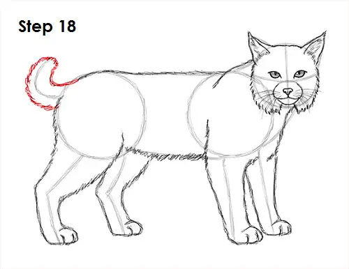 Bobcat Drawing 18 Draw Bobcat 18