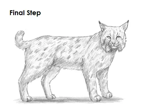 Bobcat Drawing Final Draw Bobcat Final