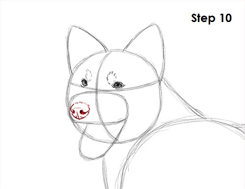 draw border collie 10