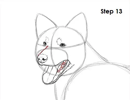Border Collie Dog 13 Draw Border Collie 13