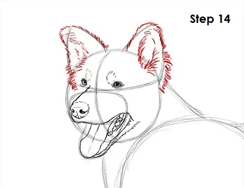 Border Collie Dog 14 Draw Border Collie 14