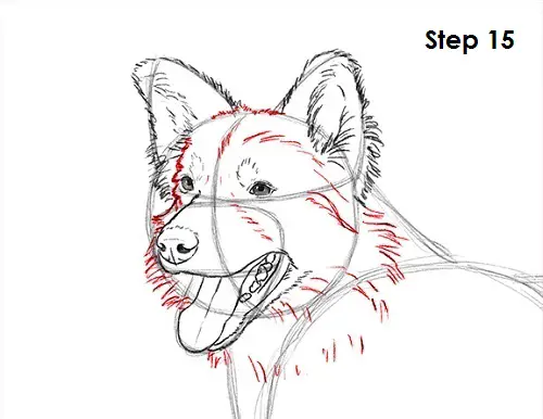 Border Collie Dog 15 Draw Border Collie 15
