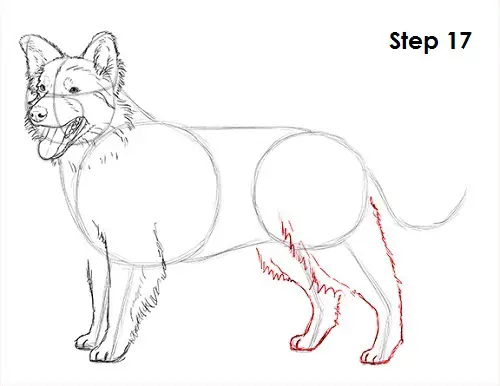 Border Collie Dog 17 Draw Border Collie 17