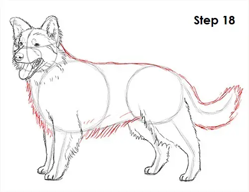 Border Collie Dog 18 Draw Border Collie 18