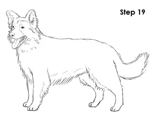 Border Collie Dog 19 Draw Border Collie 19