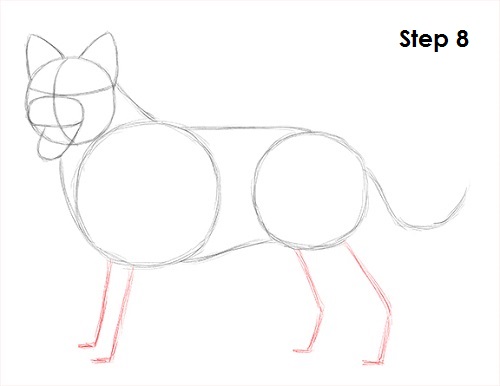 Border Collie Dog 8 Draw Border Collie 8