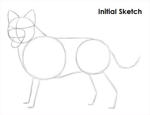 Border Collie Dog Sketch Draw Border Collie Sketch