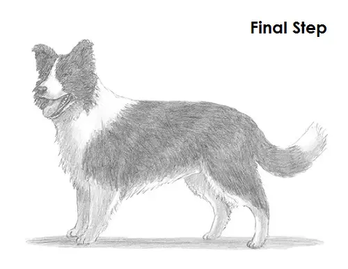 Border Collie Dog Drawing Draw a Border Collie Dog
