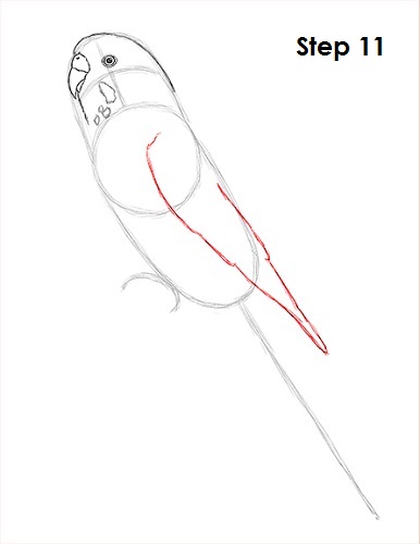 Draw Parakeet Bird 11