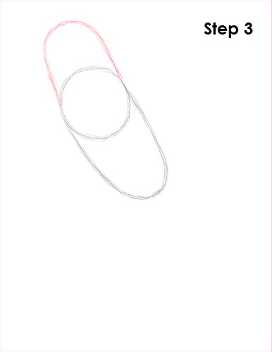 Draw Parakeet Bird 3