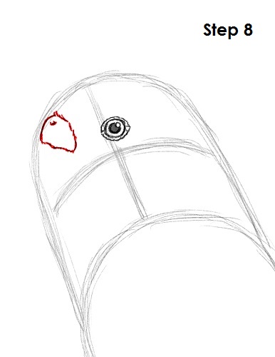 Draw Parakeet Bird 8