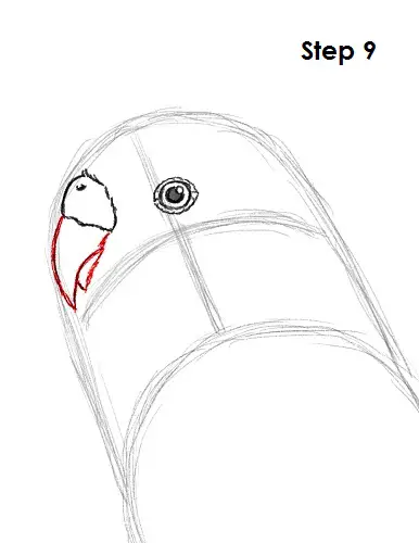 Draw Parakeet Bird 9