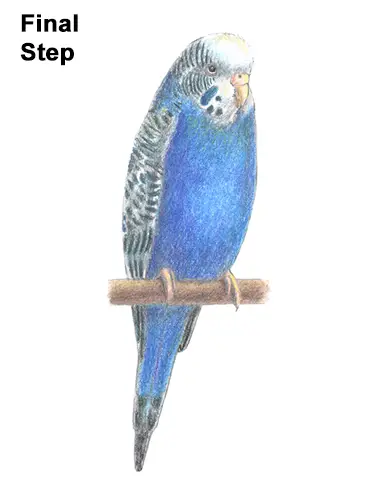 How to Draw a Budgie / Parakeet (Blue)
