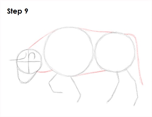 Bull Drawing 9 Draw Bull 9