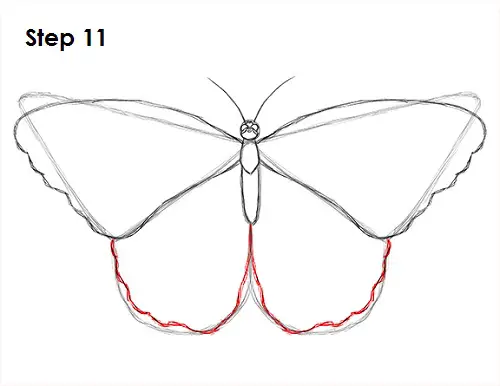 Butterfly Drawing 11 Draw Butterfly 11