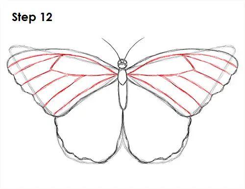 Butterfly Drawing 12 Draw Butterfly 12