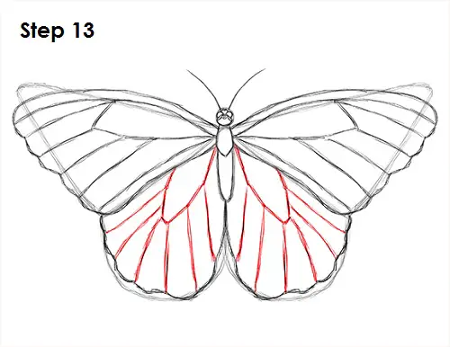 Butterfly Drawing 13 Draw Butterfly 13