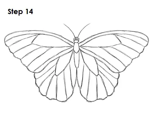 Butterfly Drawing 14 Draw Butterfly 14