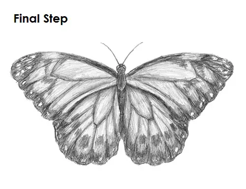 Butterfly Drawing Final Draw Butterfly Final