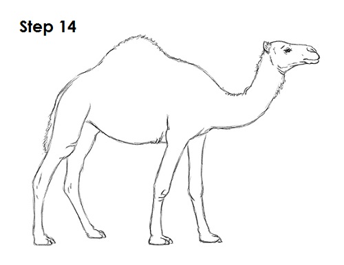 Camel Drawing 14 Draw Camel 14