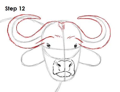 African Cape Buffalo 12 Draw African Cape Buffalo 12