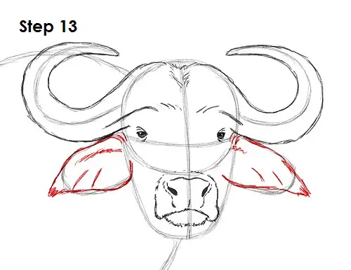 African Cape Buffalo 13 Draw African Cape Buffalo 13
