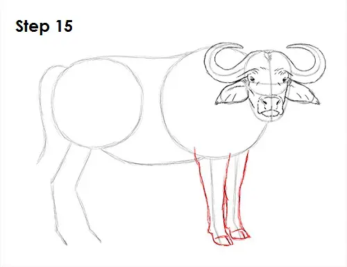 African Cape Buffalo 15 Draw African Cape Buffalo 15