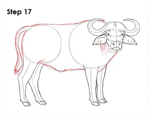 African Cape Buffalo 17 Draw African Cape Buffalo 17