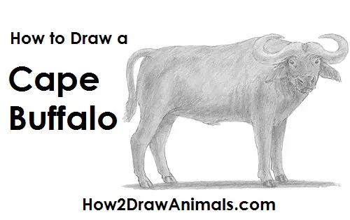 Draw an African Cape Buffalo Draw an African Cape Buffalo