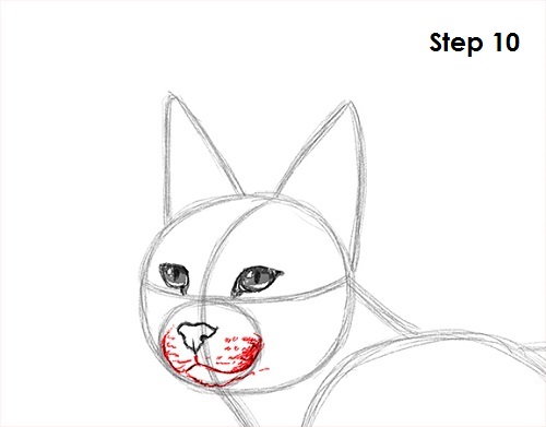 Caracal Drawing 10 Draw Caracal 10