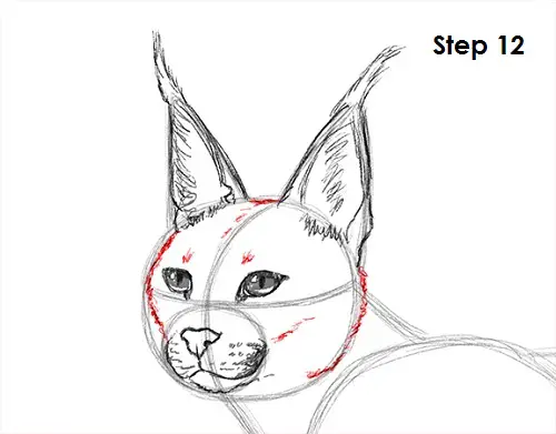 Caracal Drawing 12 Draw Caracal 12