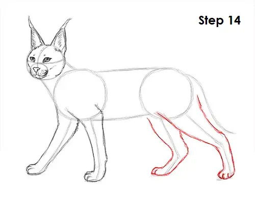 Caracal Drawing 14 Draw Caracal 14