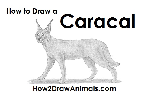 Caracal Drawing Draw a Caracal