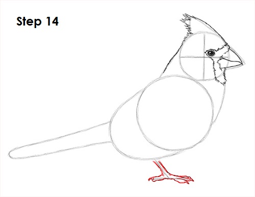 Cardinal Bird Drawing 14 Draw Cardinal Bird 14