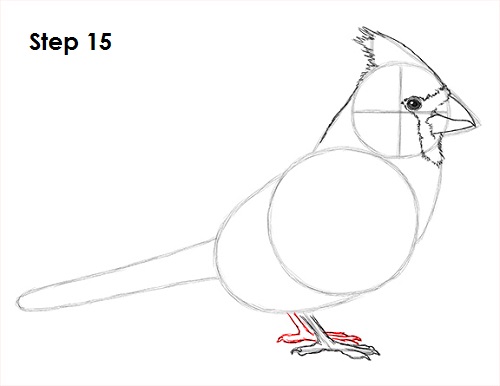 Cardinal Bird Drawing 15 Draw Cardinal Bird 15