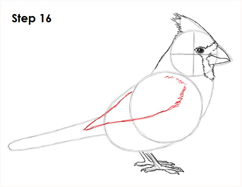 Cardinal Bird Drawing 16 Draw Cardinal Bird 16