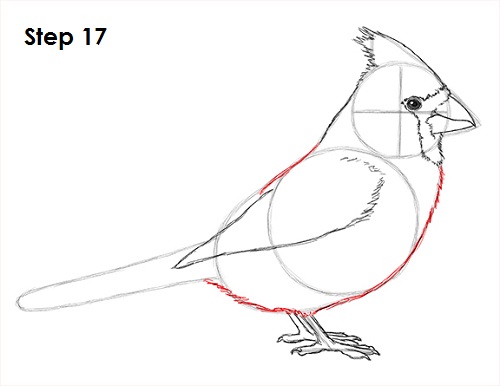 Cardinal Bird Drawing 17 Draw Cardinal Bird 17